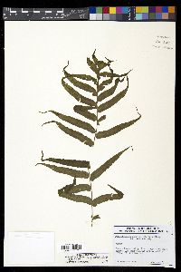 Goniophlebium mengtzeense image