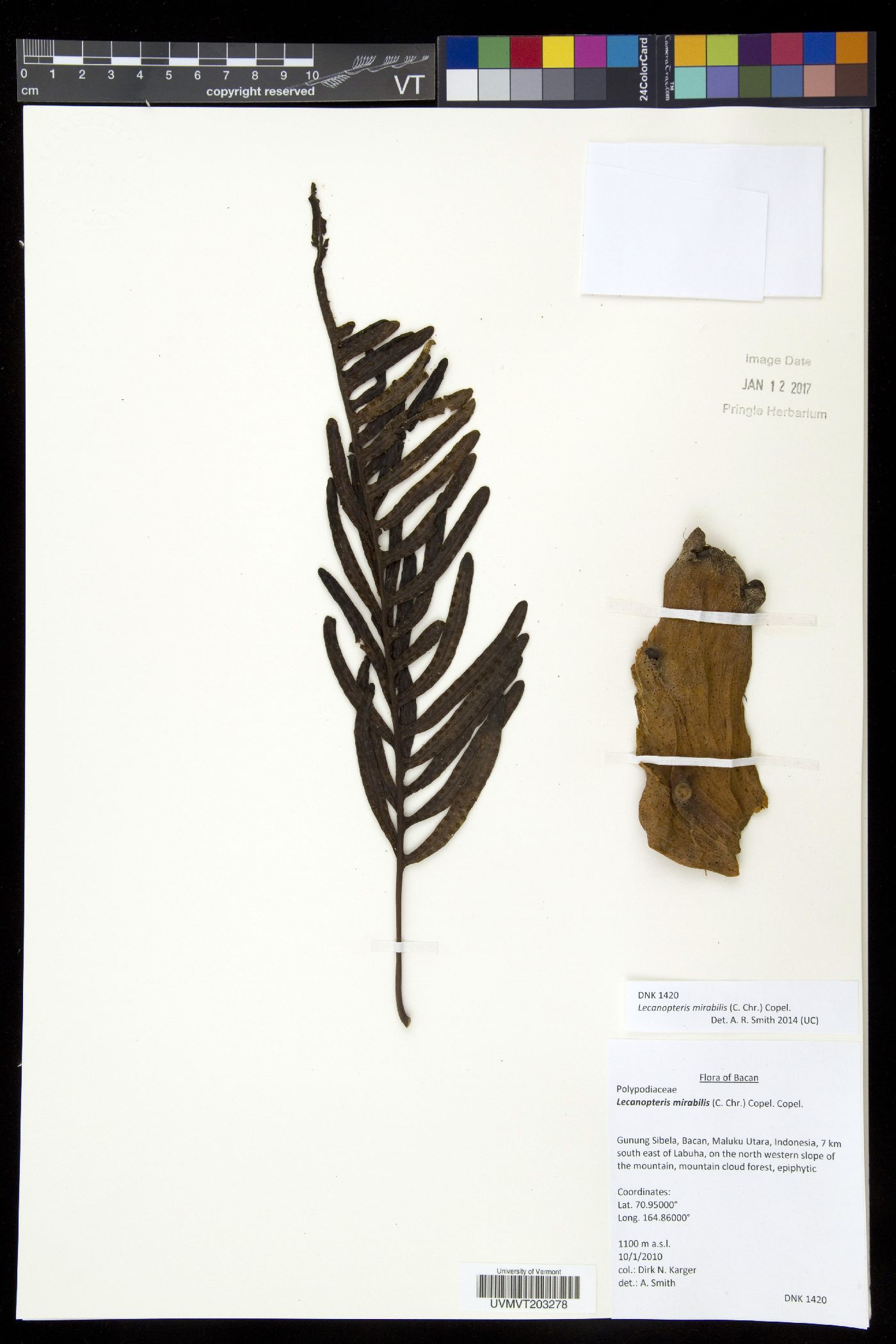 Lecanopteris mirabilis image