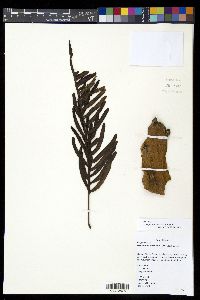 Media resource of Lecanopteris mirabilis