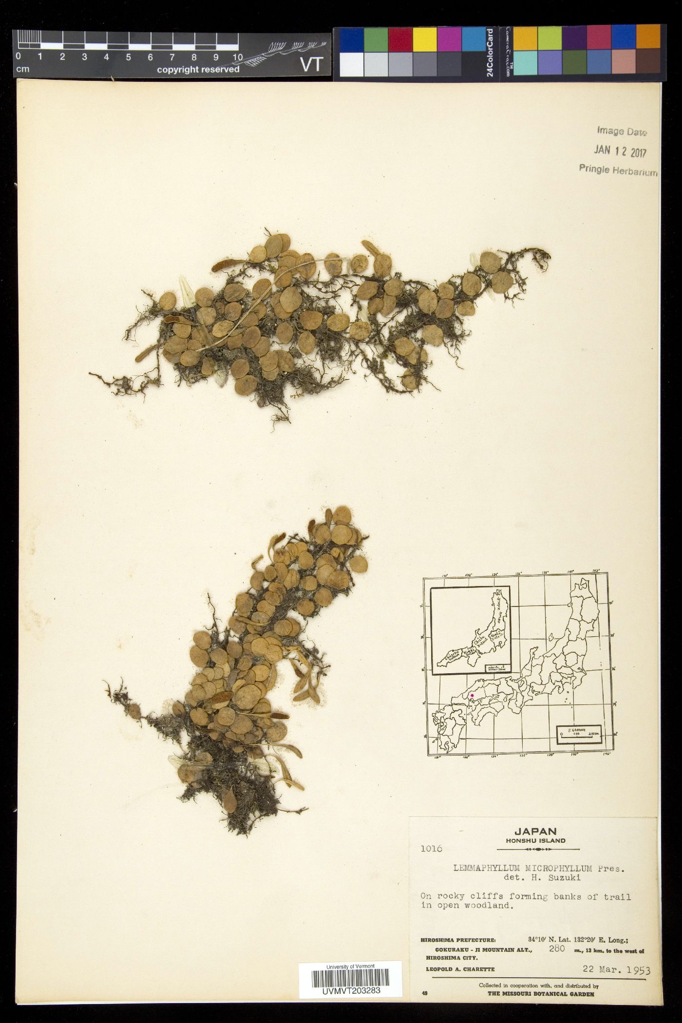 Lemmaphyllum microphyllum image