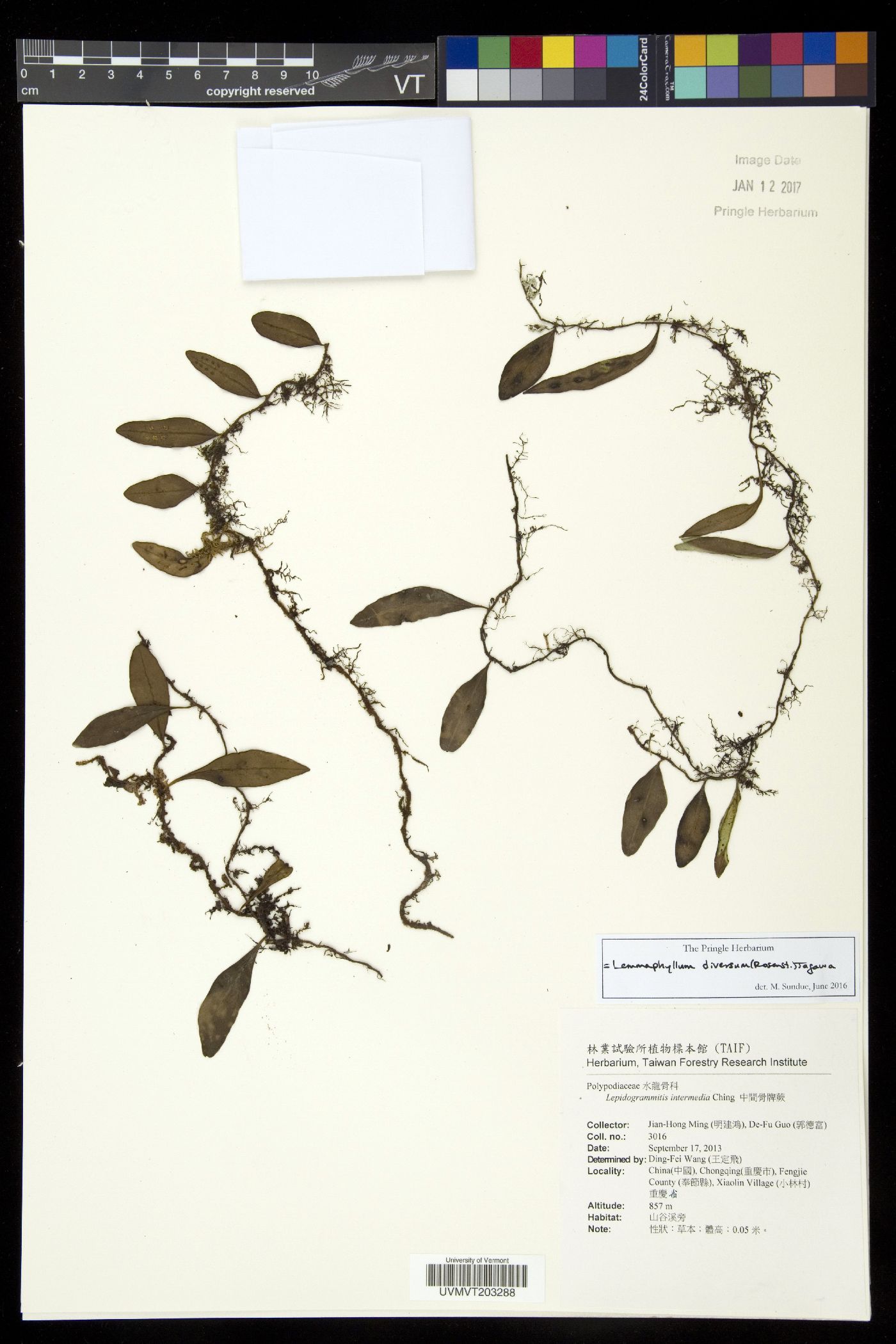 Lepisorus diversus image
