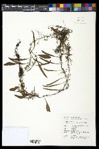 Lepisorus diversus image
