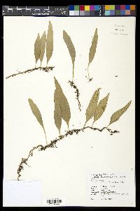 Lepisorus diversus image