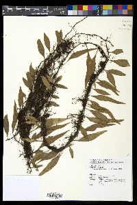 Lepisorus diversus image