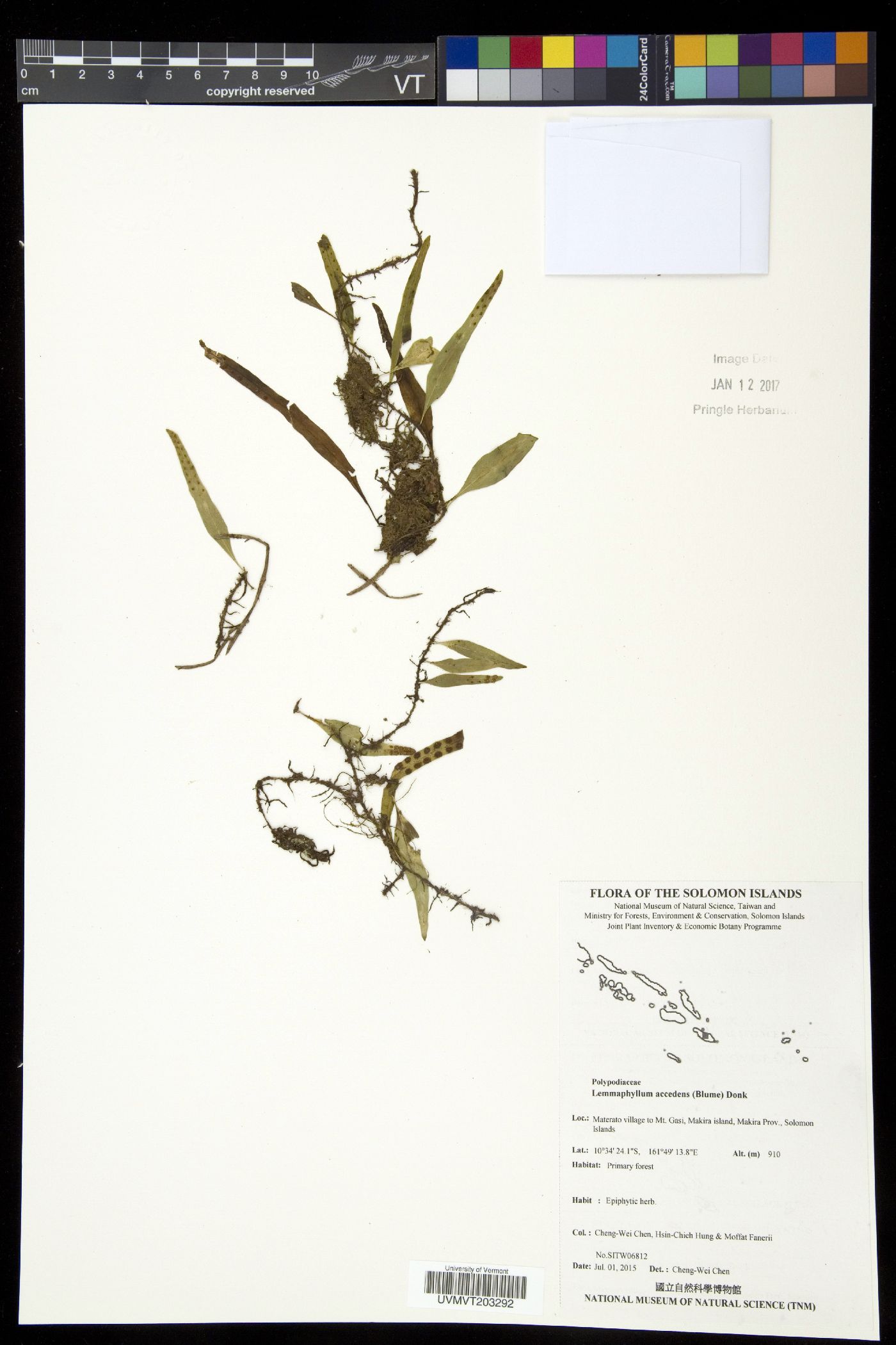 Lemmaphyllum accedens image