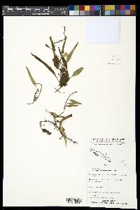 Lemmaphyllum accedens image