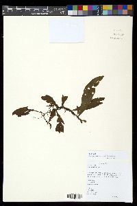 Lemmaphyllum accedens image