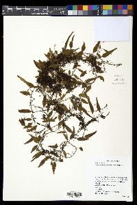 Lemmaphyllum accedens image