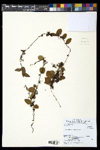 Lemmaphyllum accedens image