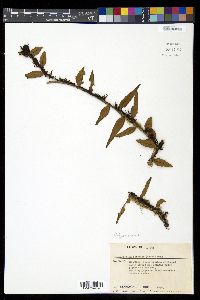 Lemmaphyllum accedens image