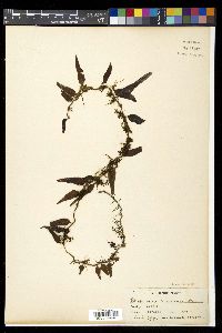 Lemmaphyllum accedens image