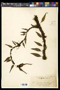Lemmaphyllum accedens image