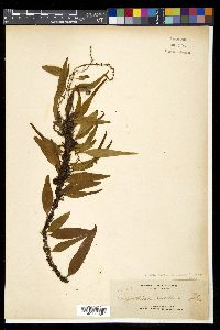 Lemmaphyllum accedens image