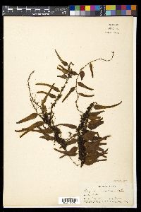 Lemmaphyllum accedens image