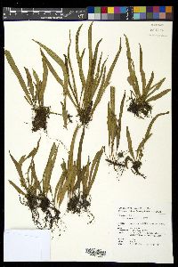 Lepisorus thunbergianus image