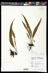 Lepisorus obscurevenulosus image