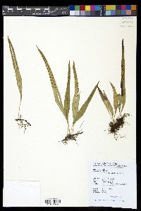 Lepisorus monilisorus image