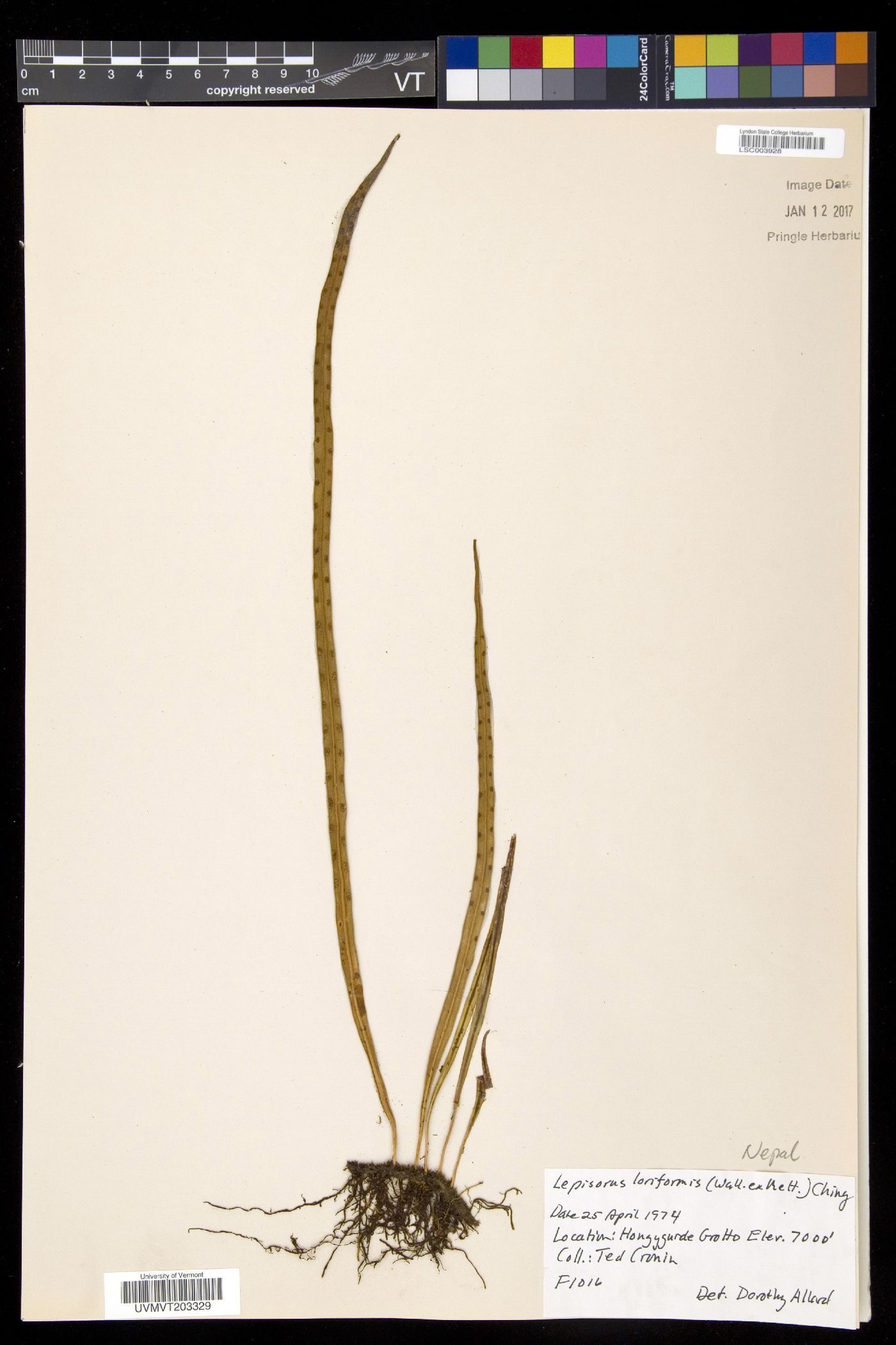Lepisorus longifolius image