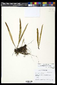 Lepisorus thunbergianus image