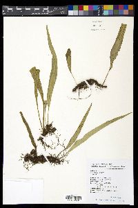 Lepisorus obscurevenulosus image