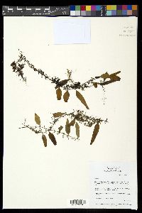 Lemmaphyllum accedens image