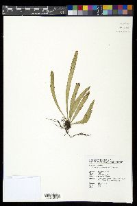 Lepisorus thunbergianus image