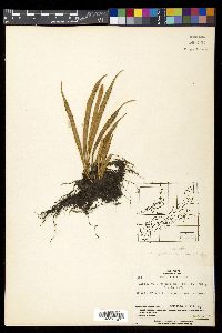 Lepisorus thunbergianus image