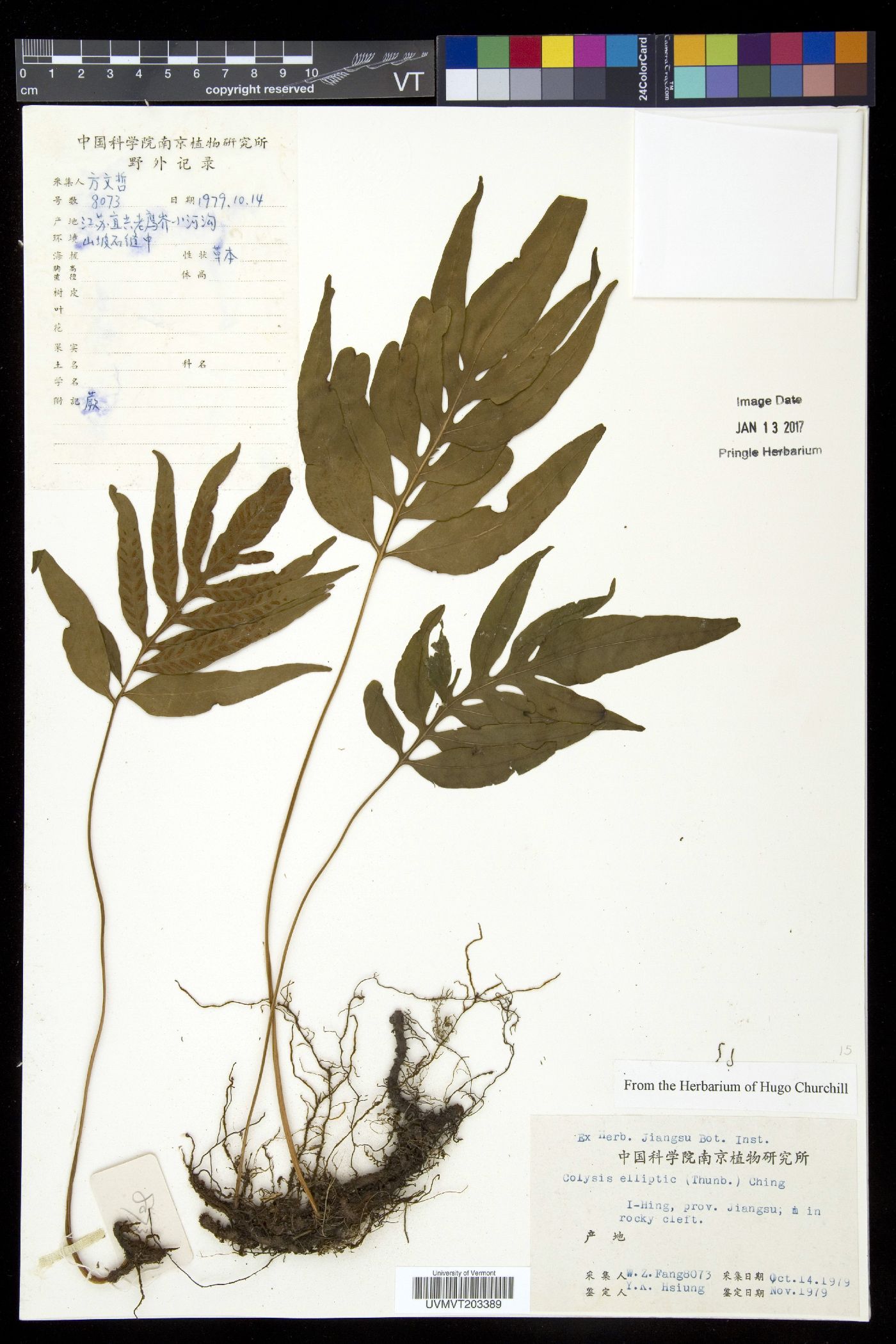 Colysis elliptica image