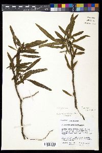 Polypodium heterophyllum image