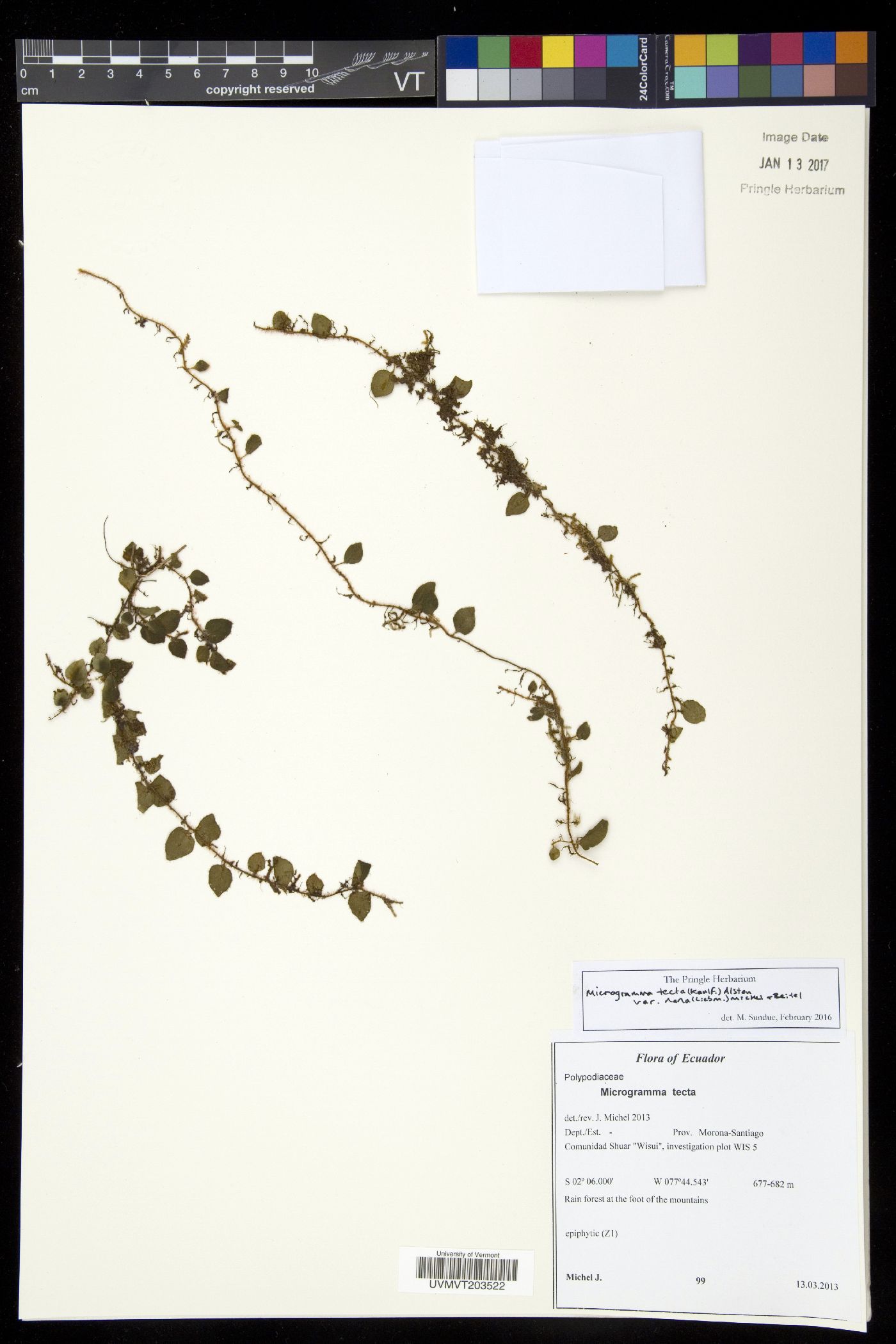 Microgramma tecta image