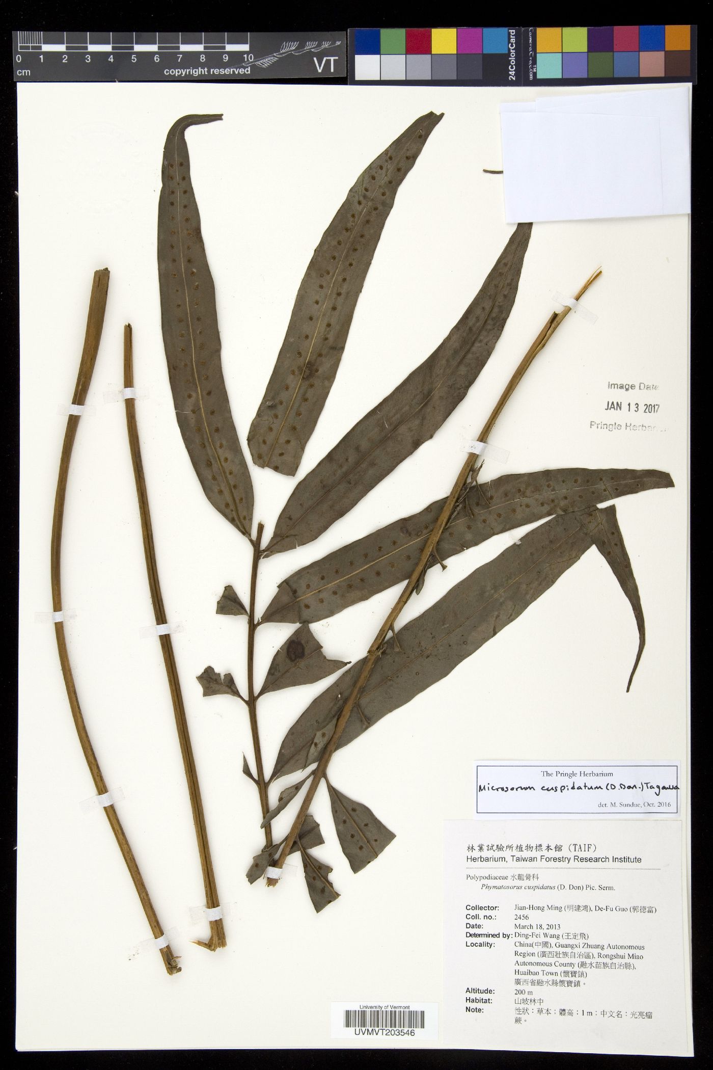 Microsorum cuspidatum image