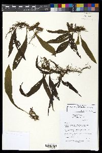 Microsorum pteropus image
