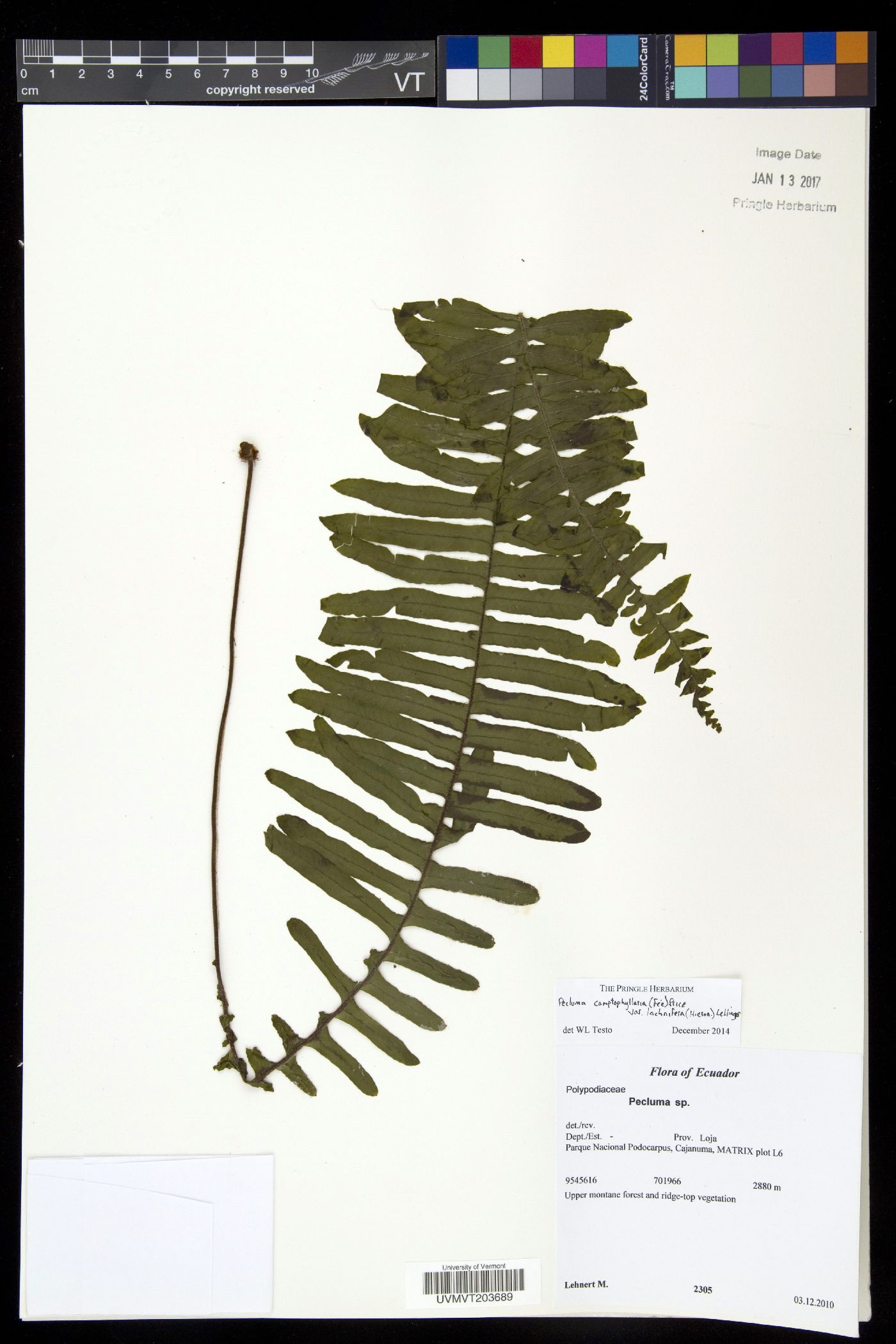 Pecluma camptophyllaria var. lachnifera image