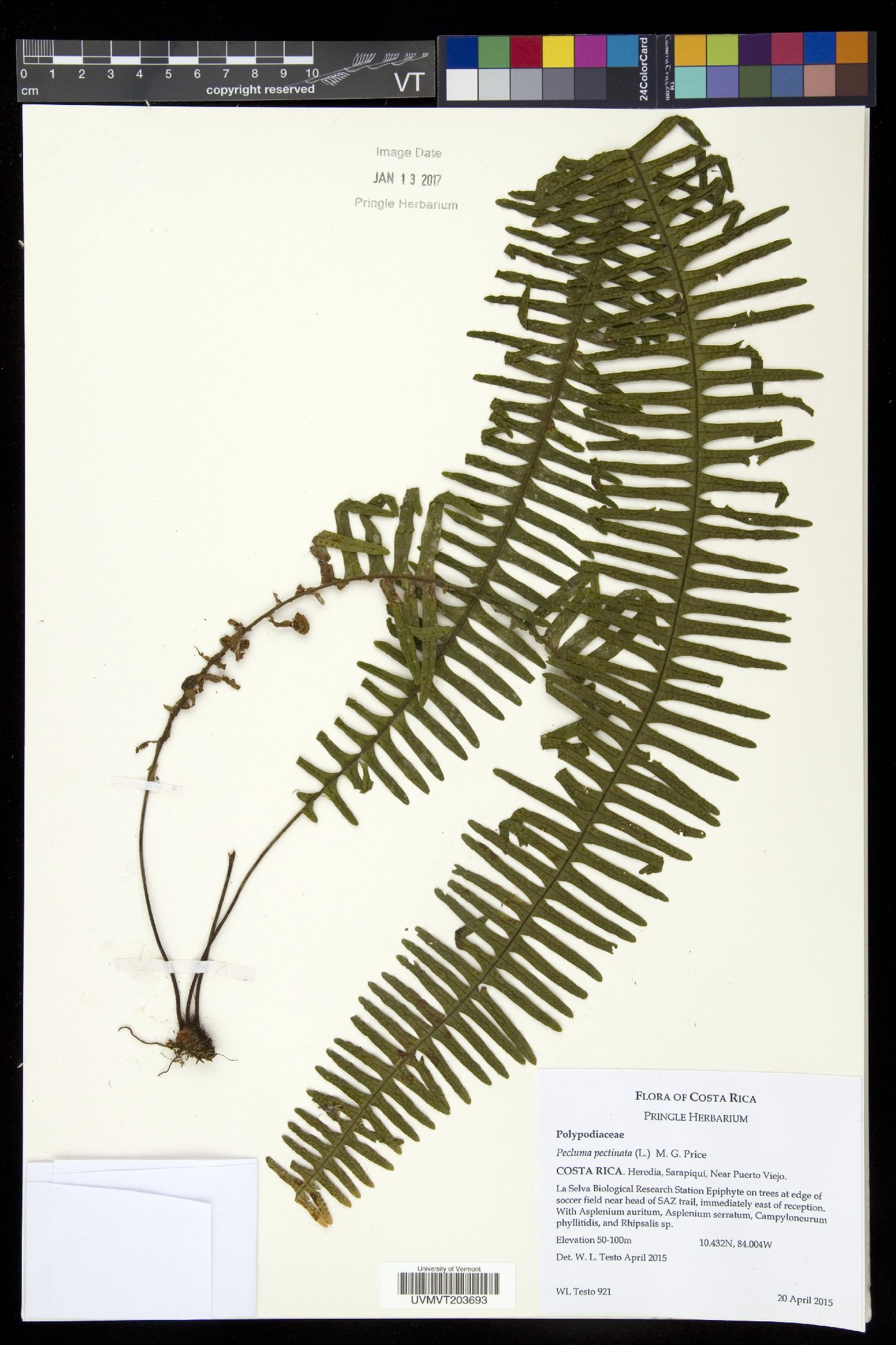 Pecluma pectinata image