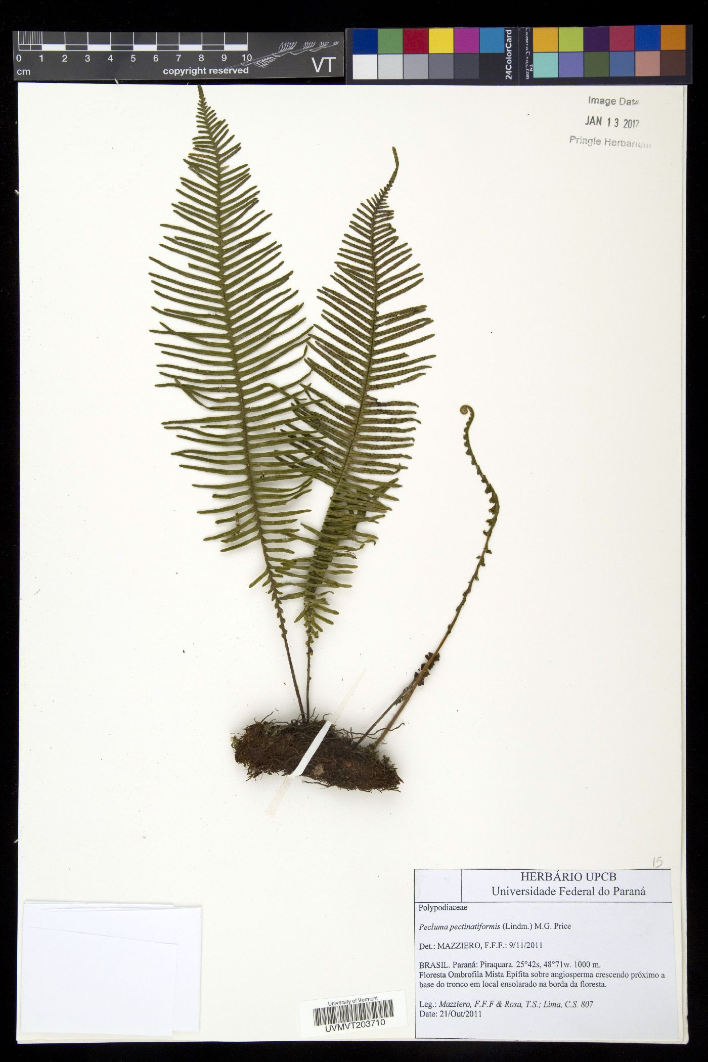 Pecluma pectinatiformis image