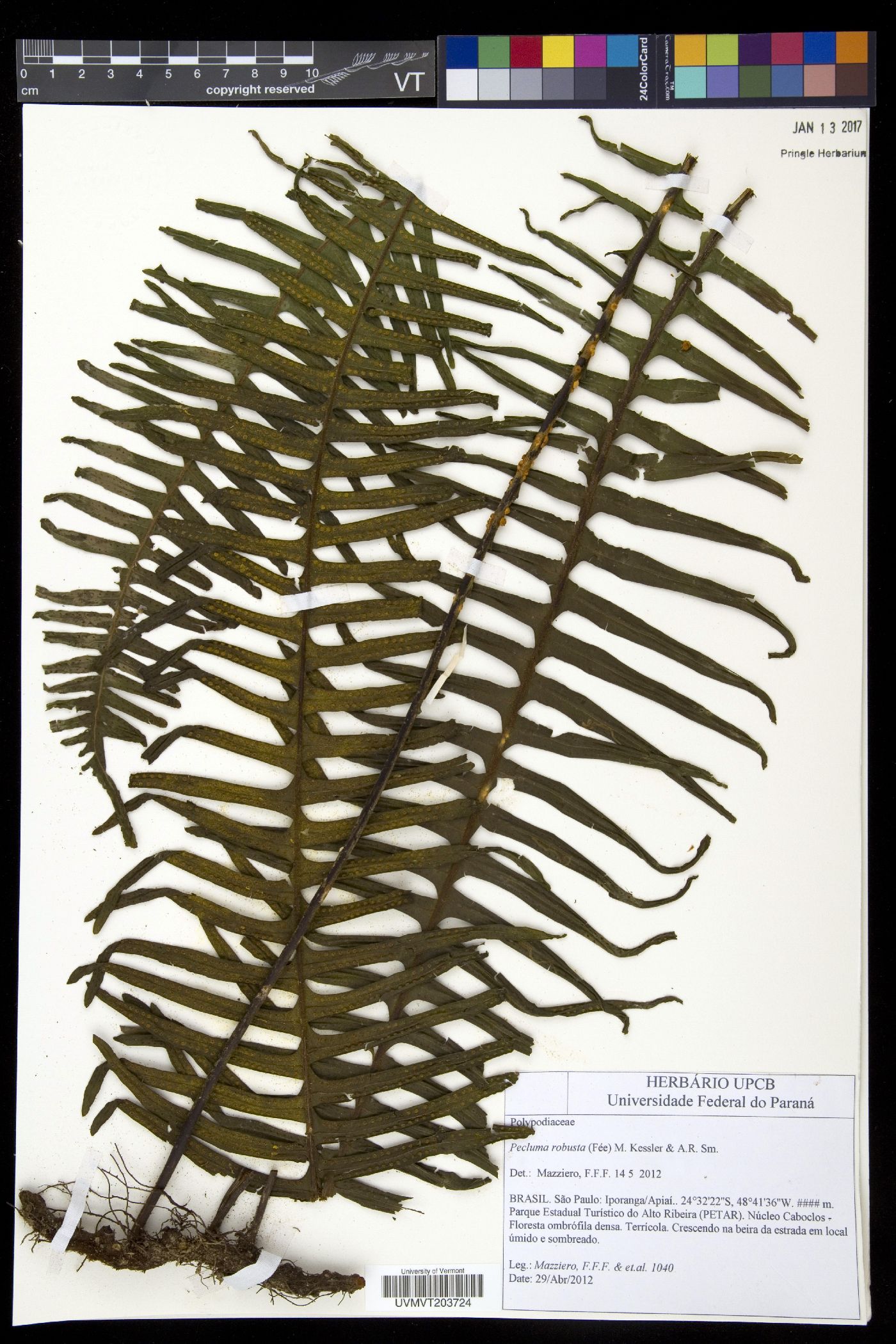 Pecluma robusta image