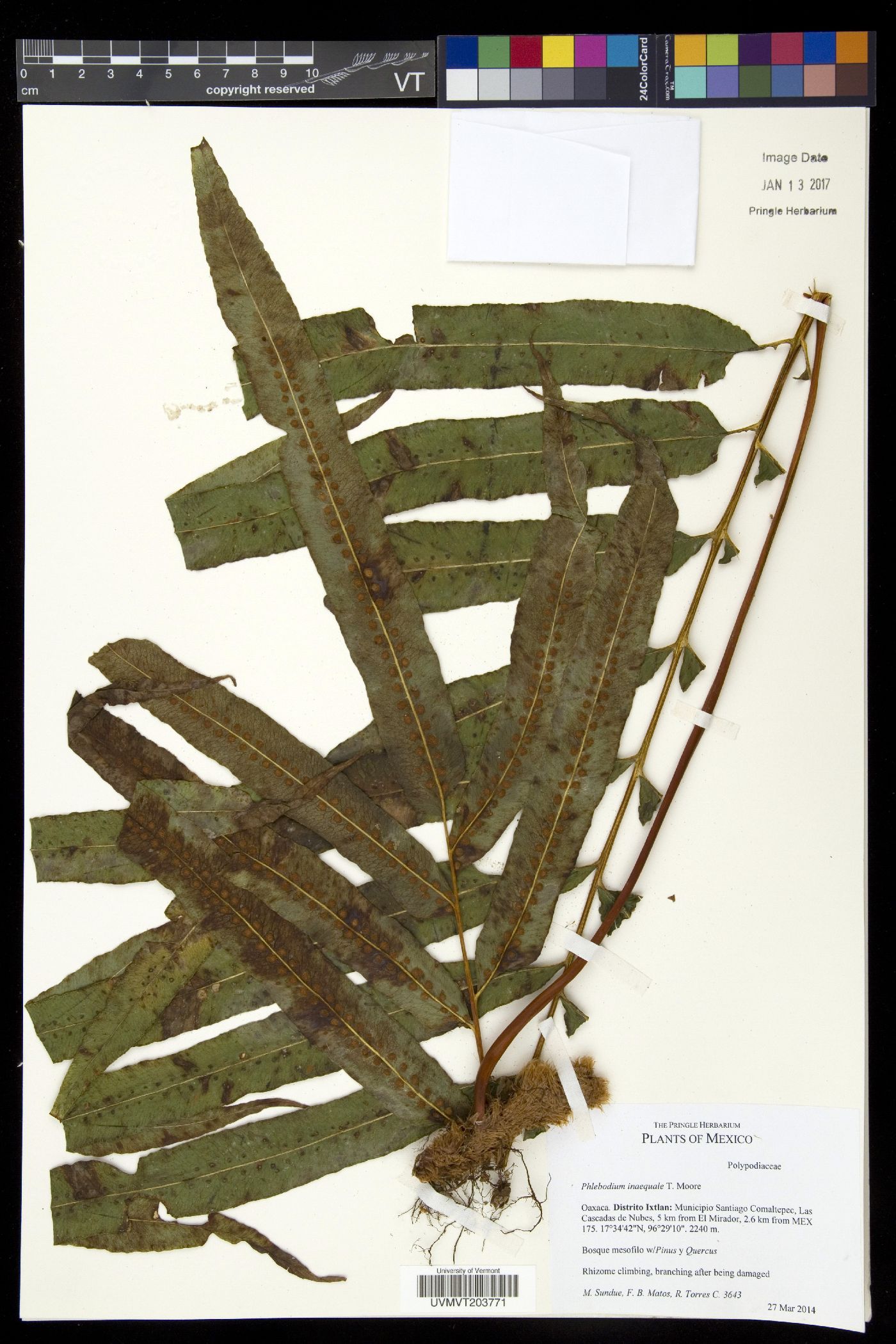 Polypodium pleurosorum image