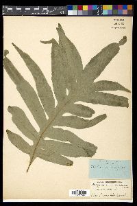 Phlebodium aureum image