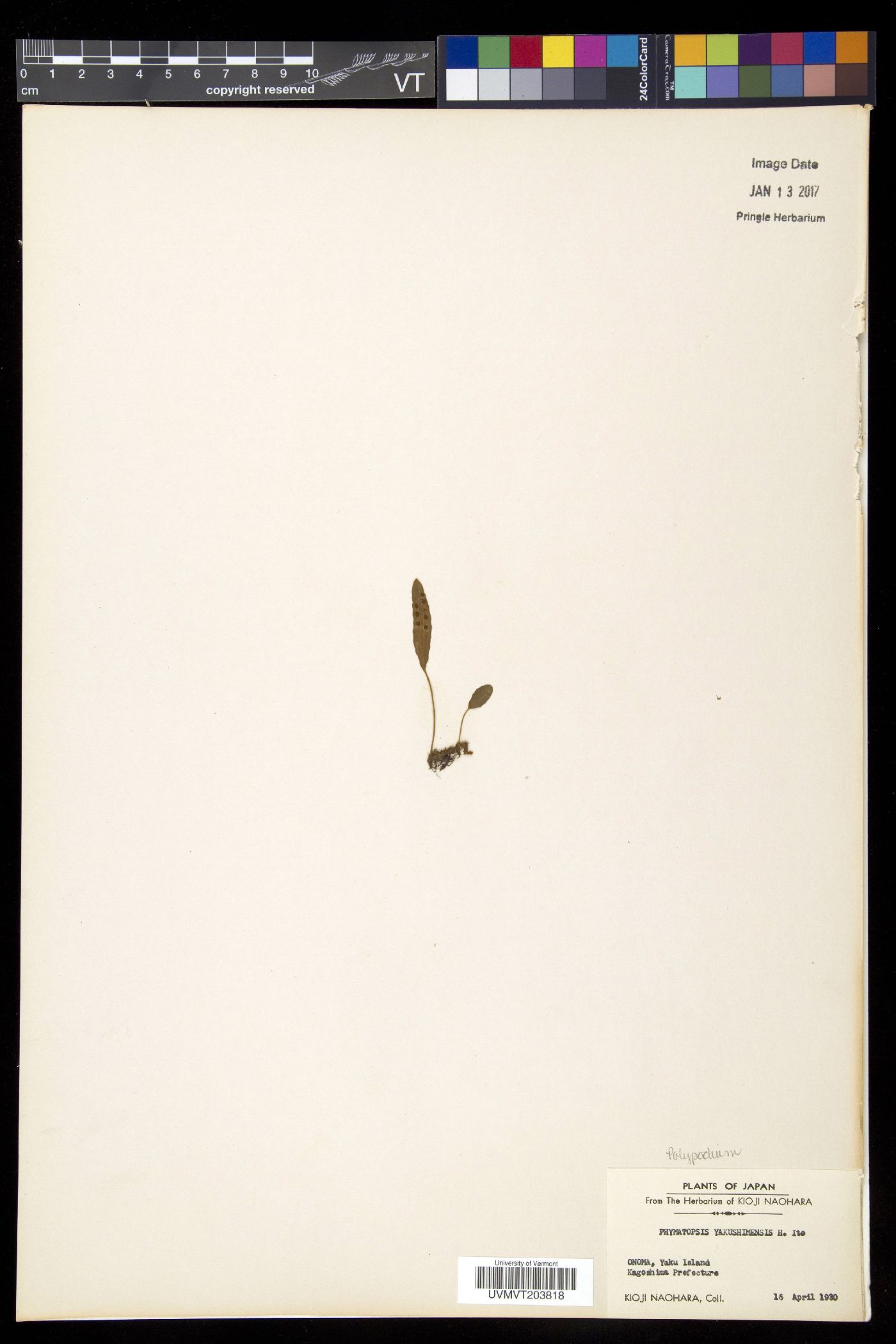 Phymatopteris image