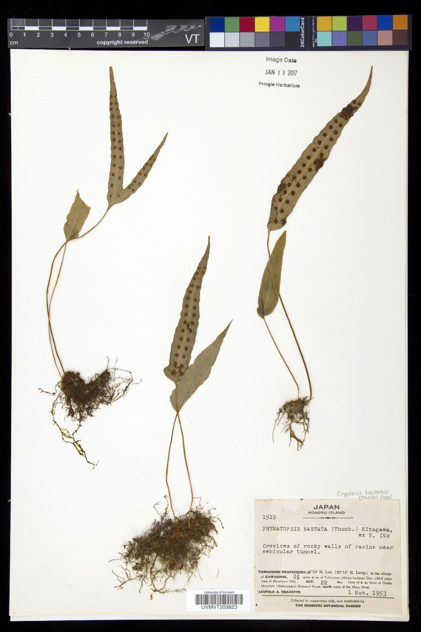 Phymatopteris hastata image