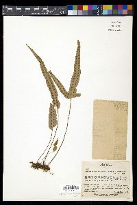 Phymatopteris hastata image