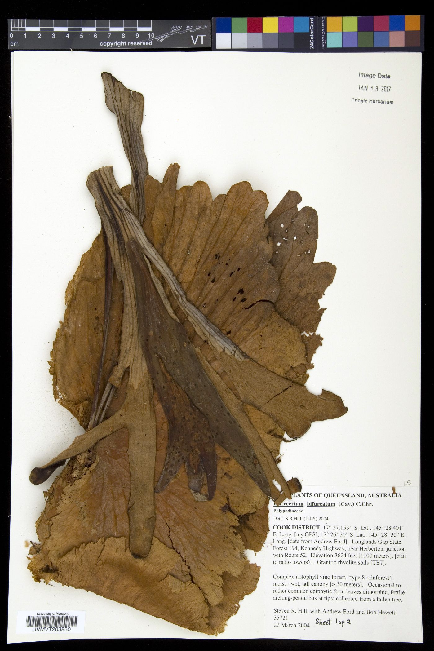 Platycerium bifurcatum image