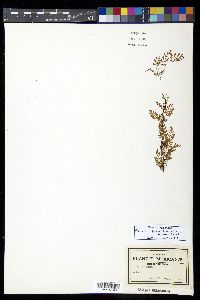 Pleopeltis fallax image