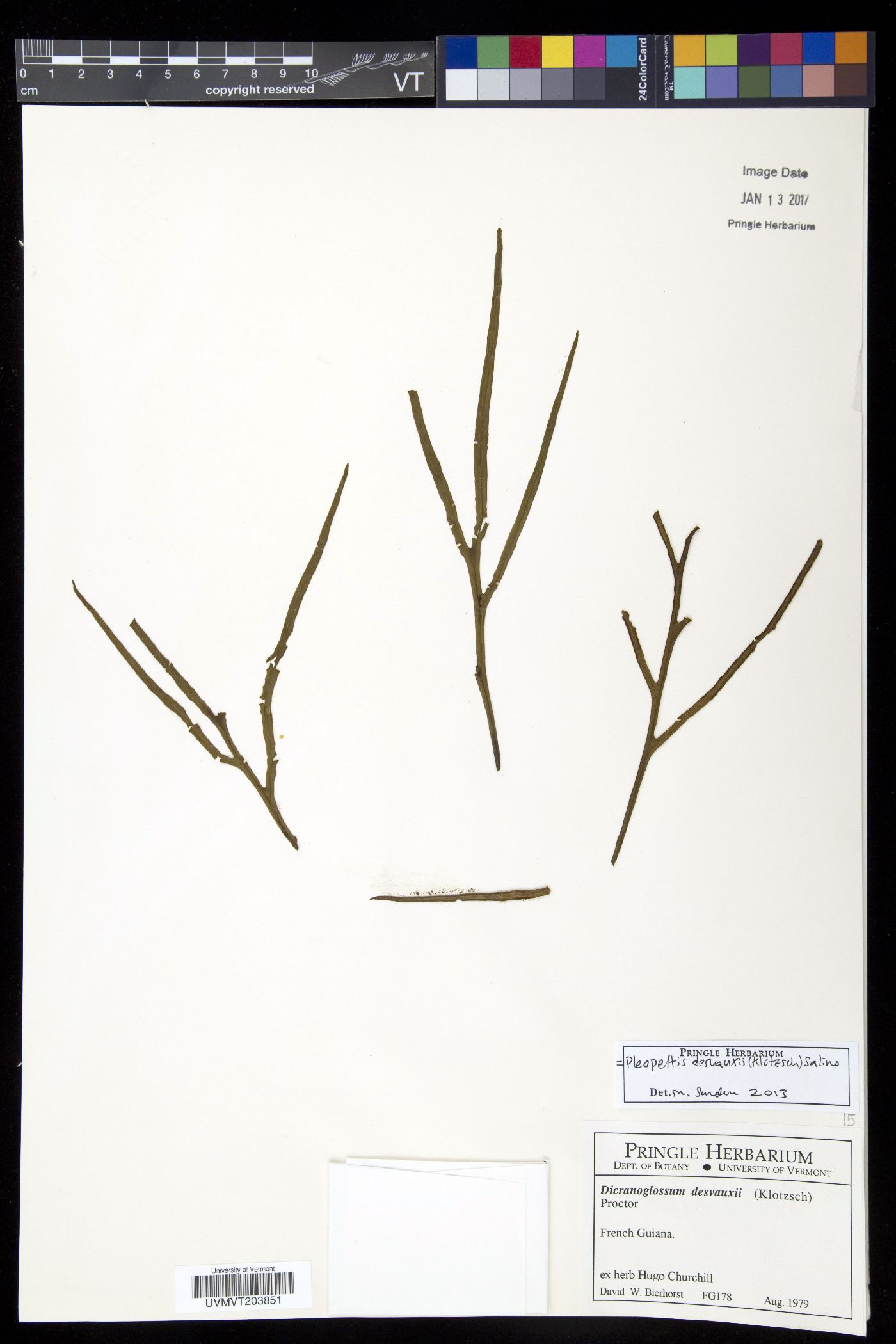 Pleopeltis desvauxii image