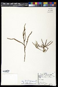 Pleopeltis desvauxii image
