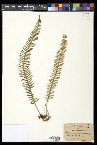 Polypodium furfuraceum image