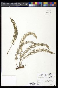 Polypodium furfuraceum image