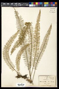 Polypodium furfuraceum image