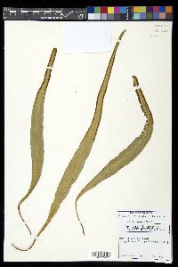 Pleopeltis marginata image