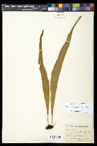 Pleopeltis marginata image
